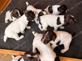 Working Springer Spaniel Dog Puppies