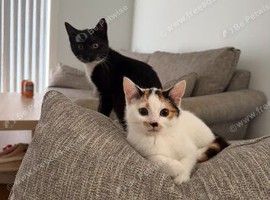 Kittens for sale