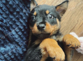 Rottweiler puppy boy