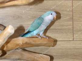Baby Blue Quaker parrots available.30