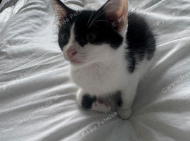 8wk beautiful kitten