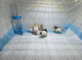 Painted quail chicks with vivarium