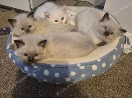Ragdoll kittens ready to leave 1st july