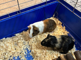 Two female Guinea pig for new home