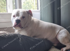 American Bulldog cross