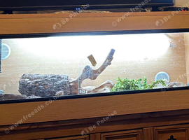 Vivarium for sale