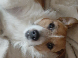 Jack Terrier x