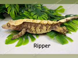 crested gecko collection