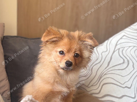 Pomchi