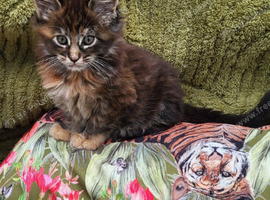 Maine Coon kittens CF81