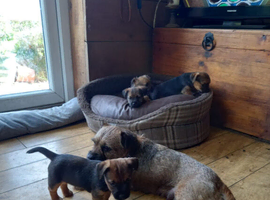 Border x Jack Russell Terrier