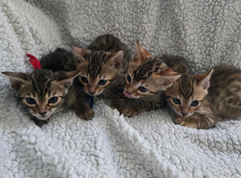 2 left beautiful bengal kitten looking for forever home