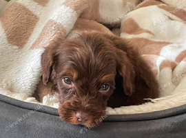 Cockapoo puppies
