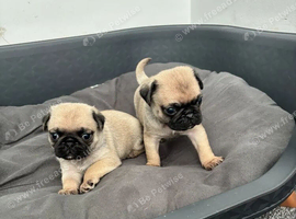 Two Pug Puppy&rsquo;s Left For Sale