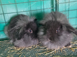Bunny lionhead x mini lop