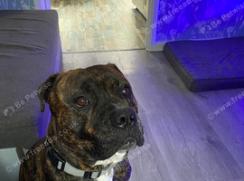 Rehome my staffie
