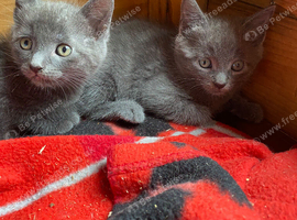 grey kittens ( ready now) PLEASE CHECK LOCATION