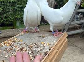 Hen Fantail pigeon