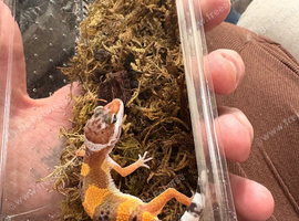 Baby leopard gecko