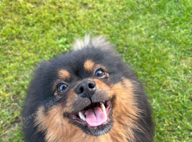 10 months old boy looking forever home
