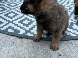German Shepard x Belgium Mali pups