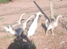 Trio of chinese geese