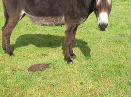 Mare donkey