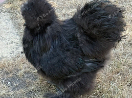 2 x USA silkie cockerels