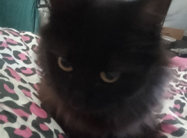 Kittens for sale