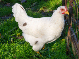 SPLASH (white base) SWEDISH FLOWER HEN - VARIOUS PULLETS - RARE LANDRACE BREED