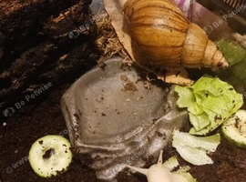 2 African land snails