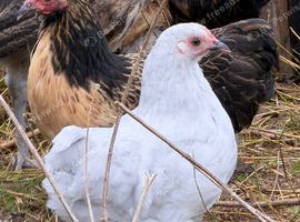 Pekin bantam girls for sale