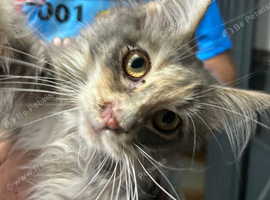 Maine Coon Girl.