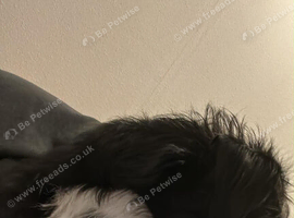 7 month old patterjack