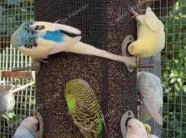 Budgies for sale