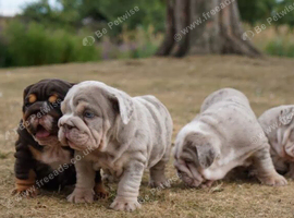 Quality Chunky English Bulldog Puppies! Ready