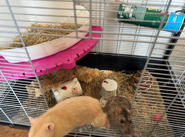 Two male rats and cage.