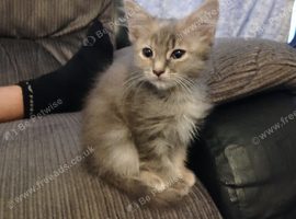 Mainecoon cross girl