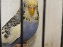 Baby Visual violet Budgies for sale