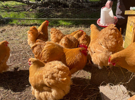 6 Buff Orpington Hatching Eggs