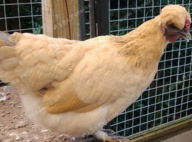 Trio of hens.