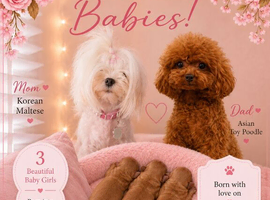 exquisite Asian Maltipoo Puppies