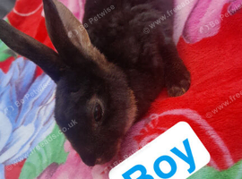 Rex rabbits for sale