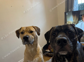I have 3 beautiful boys I need to rehome for there own safety