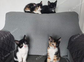 Four lovely and lively Kittens for sale