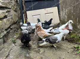 13 pigeons in blackburn