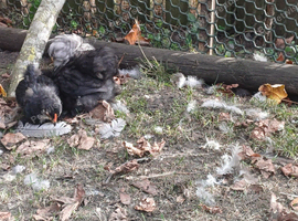 Pekin bantam chicks