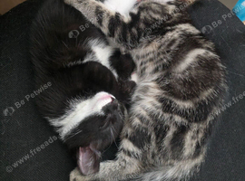 Brother & Sister Kittens