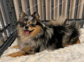 Beautiful Pomeranian Tan/Merle Female 8 months