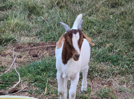 Boer Billy